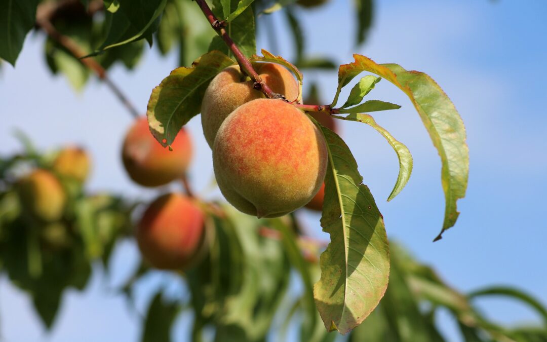 peach on a tree